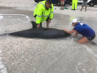 You are currently viewing What Happens to Whales If They Leave the Ocean?