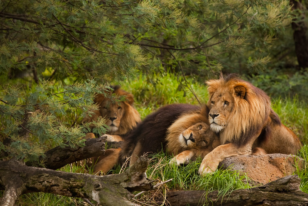 You are currently viewing Why do lions live in Pride?