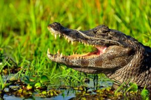 Read more about the article Crocodile facts – pinnacle of evolution