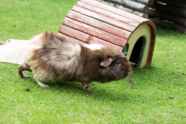 You are currently viewing 18 Guinea Pigs Body Language (Awkward Behaviors Explained )