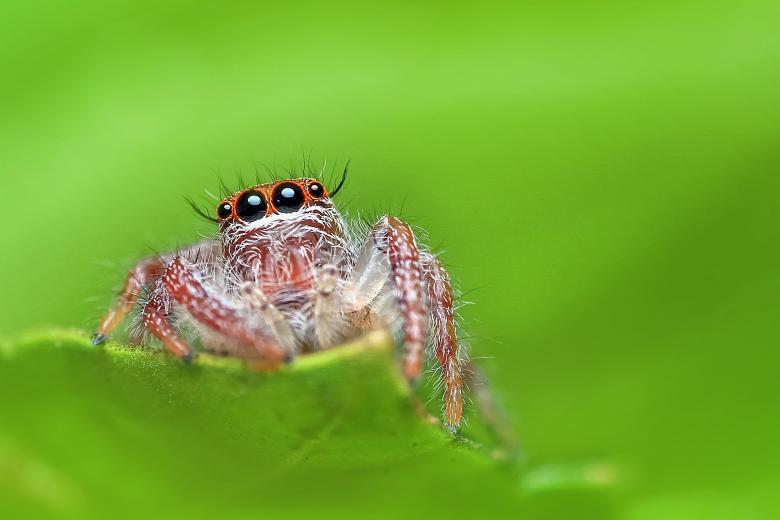 You are currently viewing Zebra Spider Agressive fangs