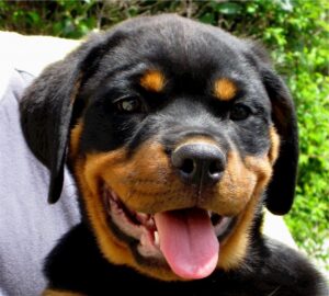 Read more about the article Rottweiler Vs Pitbull – Which Is Stronger?