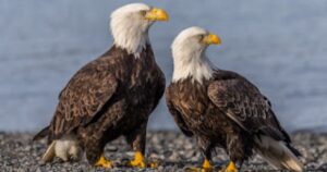 Read more about the article Why Bald Eagle vs Great Horned OWL Fight each other since creation