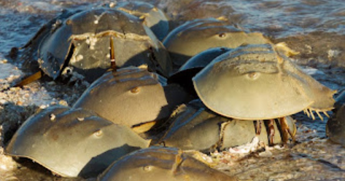 You are currently viewing Why Don’t They Eat Millions of Horseshoe Crabs in China, USA and Japan?