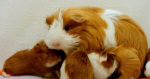 Read more about the article 12 Signs Your cavy Really Loves You ( How Domestic cavy shows love )