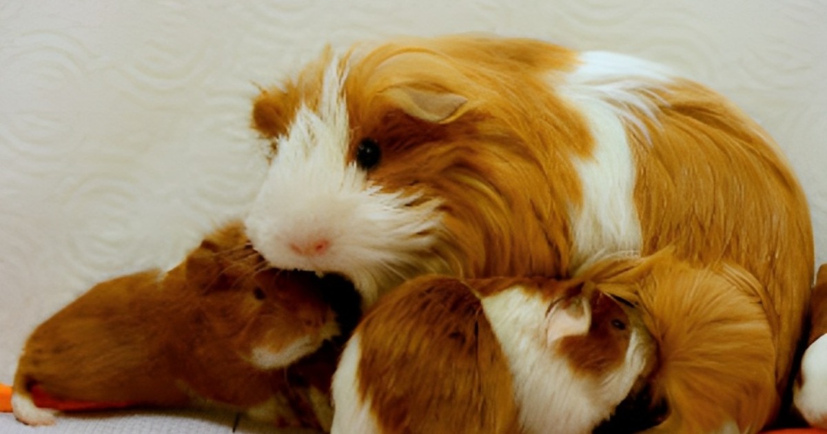 Read more about the article 12 Signs Your cavy Really Loves You ( How Domestic cavy shows love )