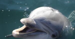 Read more about the article Dolphins vs Shark species – key reasons why sharks fear cute dolphins