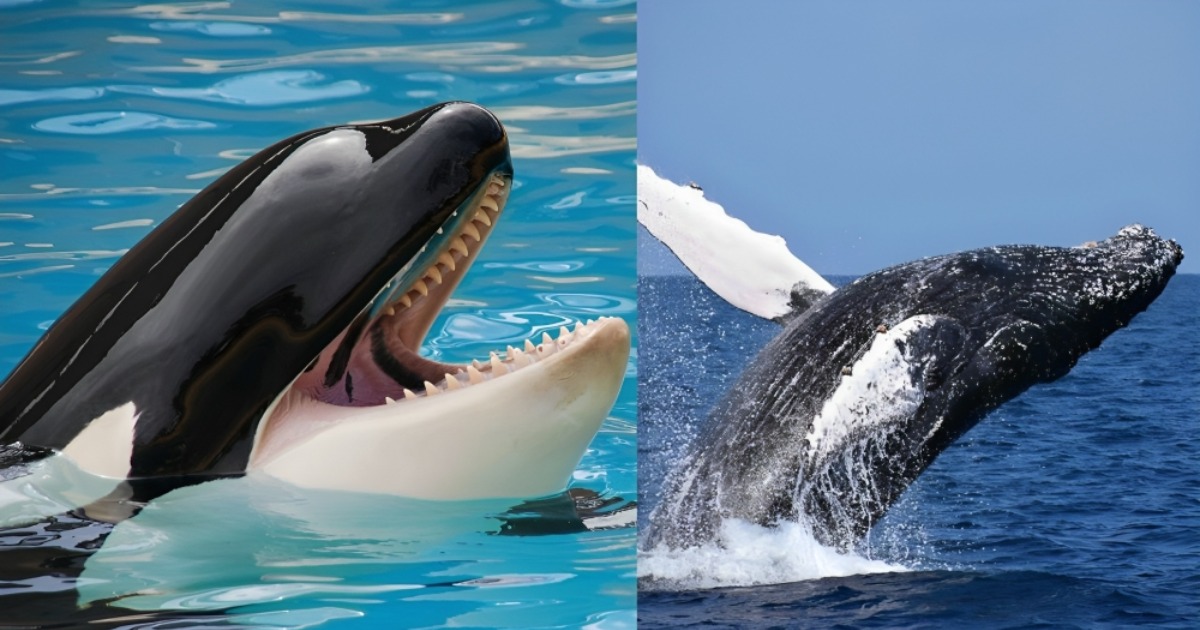 You are currently viewing Why Are All Whales species Afraid of Orca?