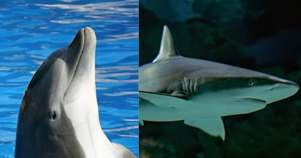 Read more about the article Why are all Sharks species afraid of Dolphins Explained?