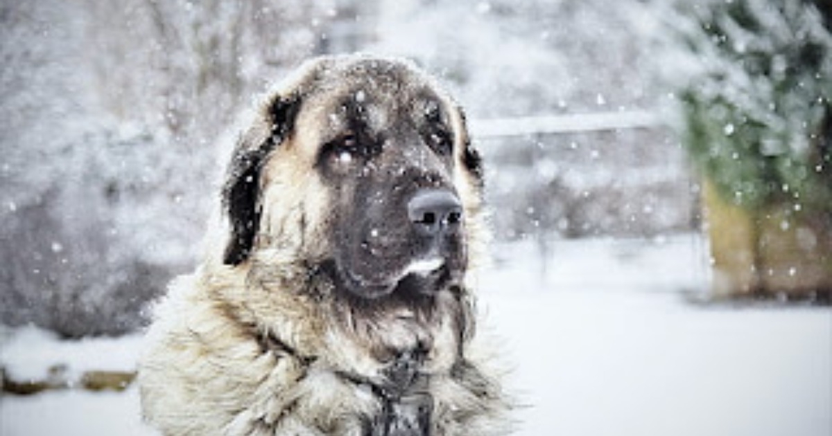 You are currently viewing Kangal Dog vs Grey Wolf size – which is more powerful?