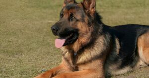 Read more about the article 7 Reasons People Prefer German Shepherd Over Other Dogs