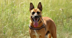 Read more about the article 10 Reasons Why a Belgian Malinois/German Shepherd Mix is the Ultimate Family Dog