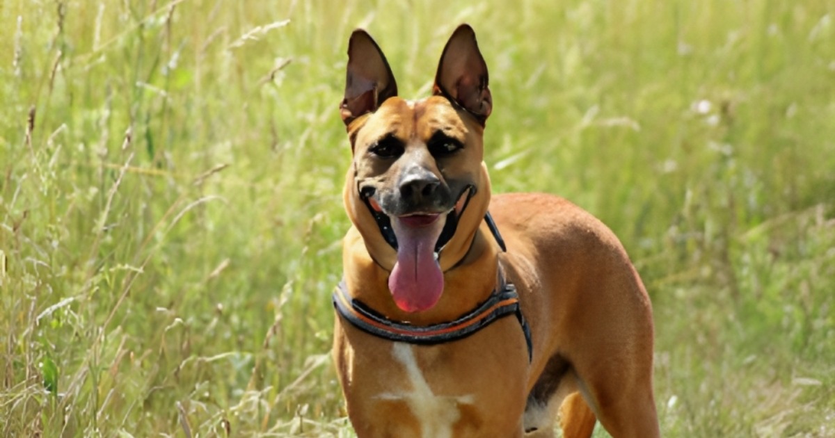 You are currently viewing 10 Reasons Why a Belgian Malinois/German Shepherd Mix is the Ultimate Family Dog