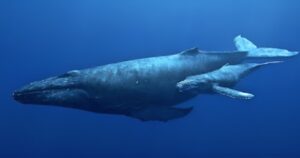 Read more about the article This Is What All Whales Are Afraid of