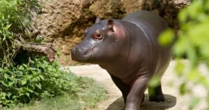 Read more about the article Hippopotamus vs Rhinoceros – The 10 most aggressive animals in the world