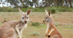 Read more about the article Kangaroo are incredibly strong able to defeat a Man in combat?