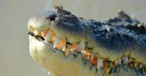 Read more about the article Saltwater Crocodile – Why are crocodile jaws so powerful?