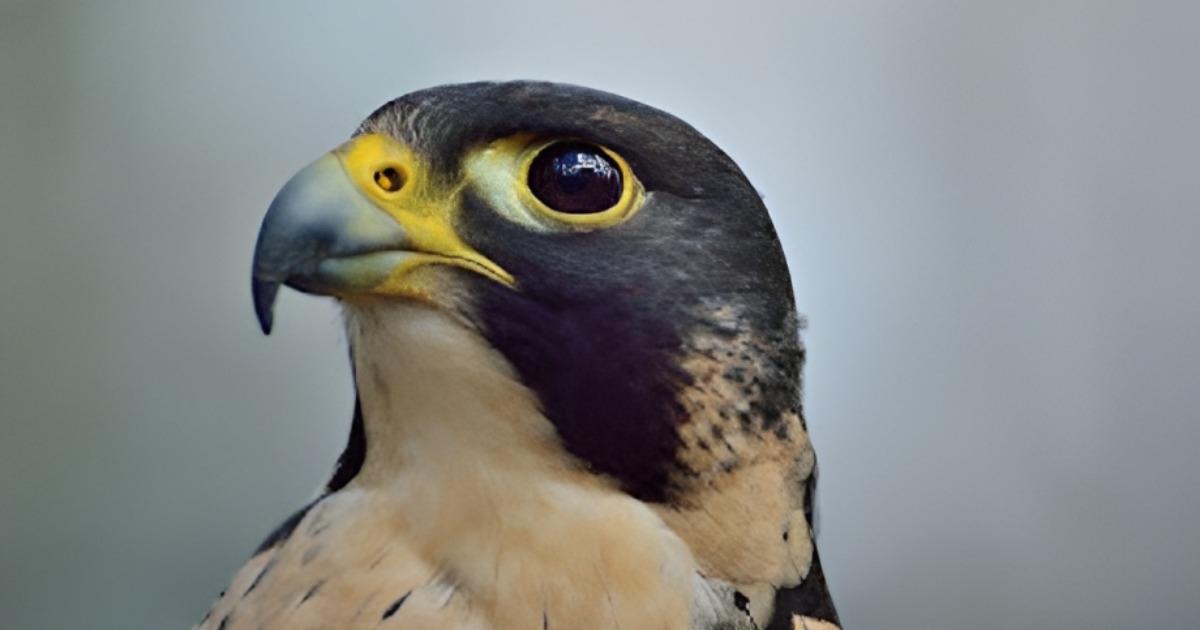 You are currently viewing Top 10 Fastest Birds In The World-Peregrine falcon vs Golden Eagle