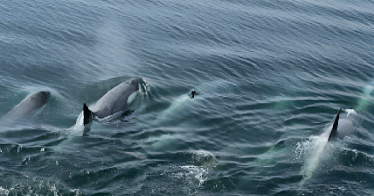 Read more about the article Orcas Adaptability and resilience in the wild and unique social structures