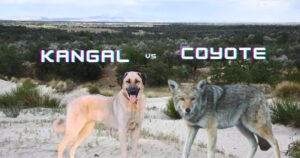 Read more about the article Kangal vs Coyote: Size Matters – What You Need To Know