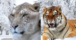 Read more about the article Liger vs Siberian Tiger clash in Jaipur India : A wild Encounter