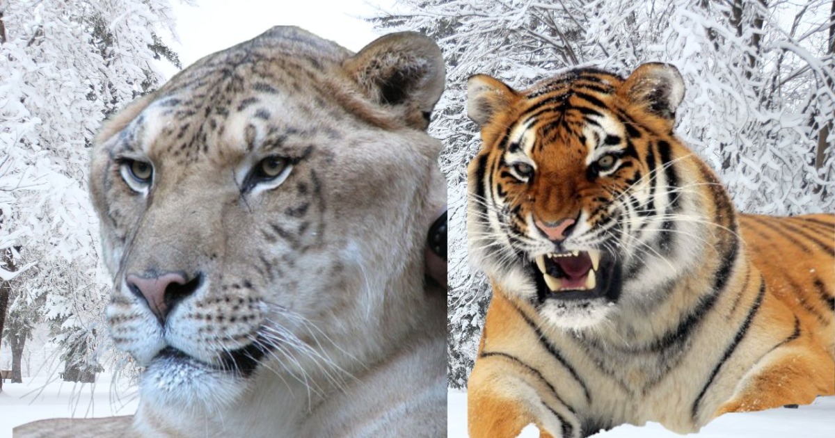 You are currently viewing Liger vs Siberian Tiger clash in Jaipur India : A wild Encounter