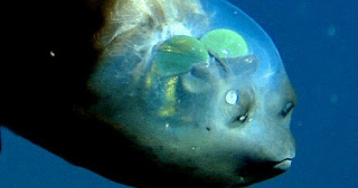 Read more about the article Barreleye Fish – Secrets of the Deep-Sea Creatures