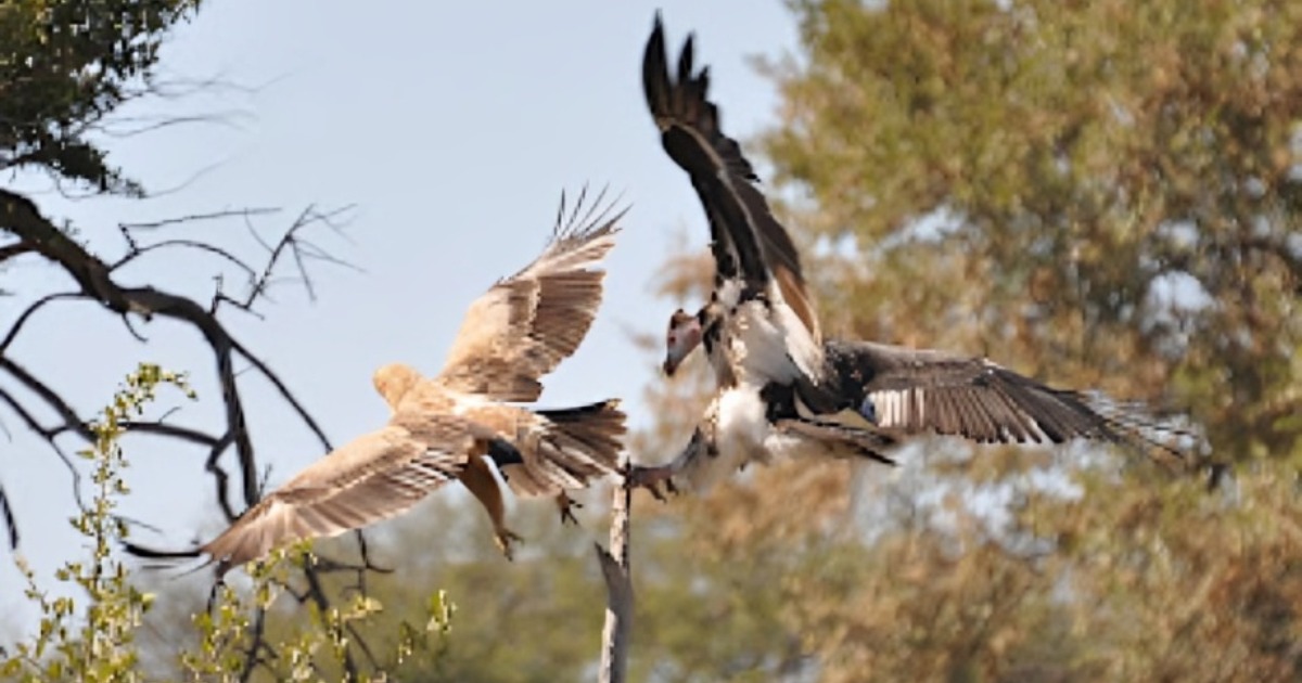 You are currently viewing EAGLE VS VULTURE – Which is more powerful?