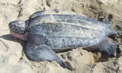 Leatherback sea Turtles: Ancient Ocean Giants