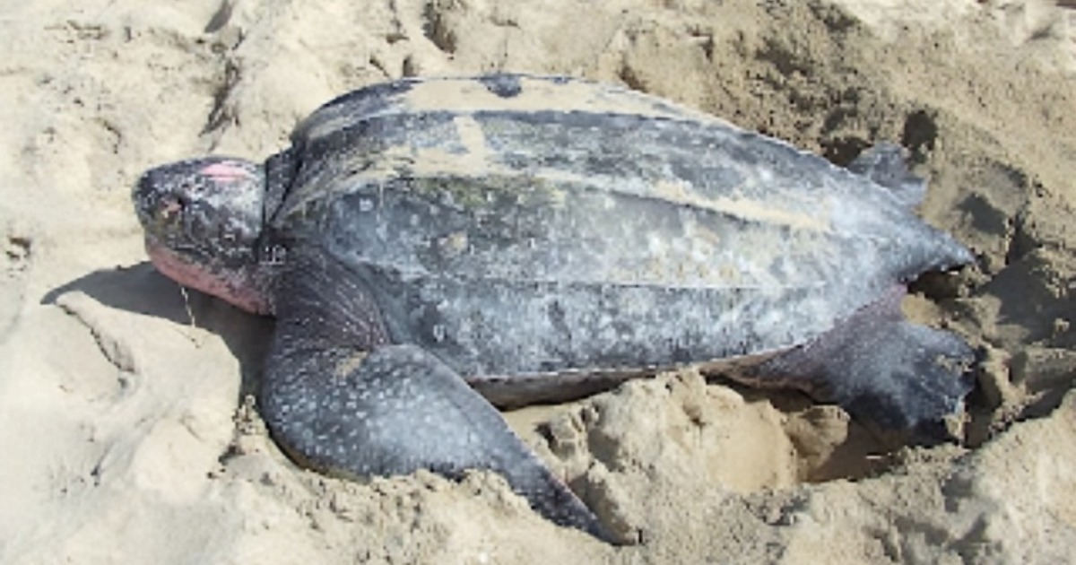 Read more about the article Leatherback sea Turtles: Ancient Ocean Giants