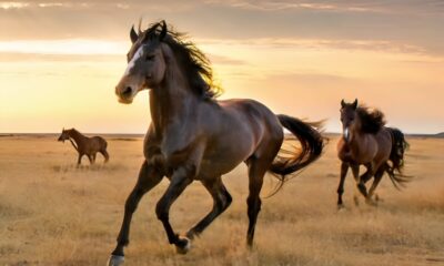 The Drama of Horse Leadership and Survival in the Wild