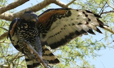 Crowned Eagle - The King of the African Skies