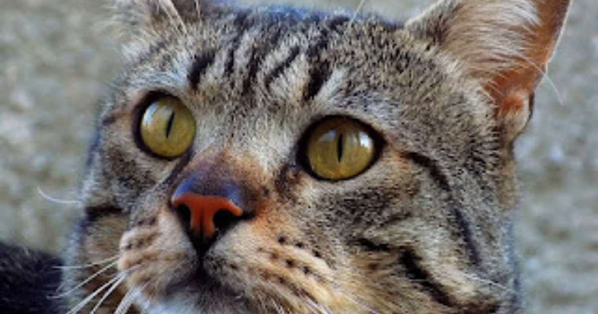 Read more about the article Long-Term Memory in Cats: How Certain Experiences Stick with Them