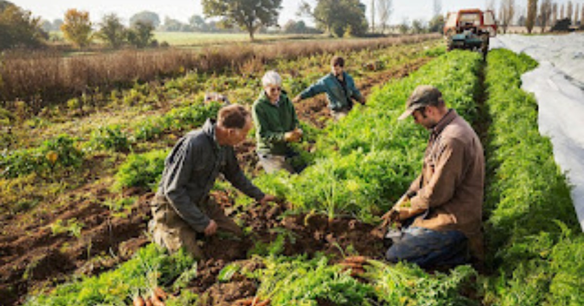 You are currently viewing Multiple Recruitment for Fruit Pickers in Canada