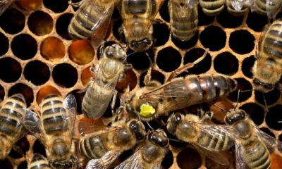 Honeybees Ingenious Defense Strategies against Parasites and Hornets