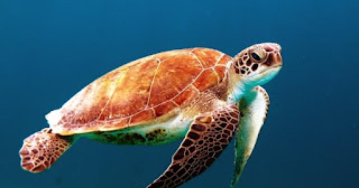 Read more about the article Basic Facts of the Mighty Loggerhead Sea Turtle